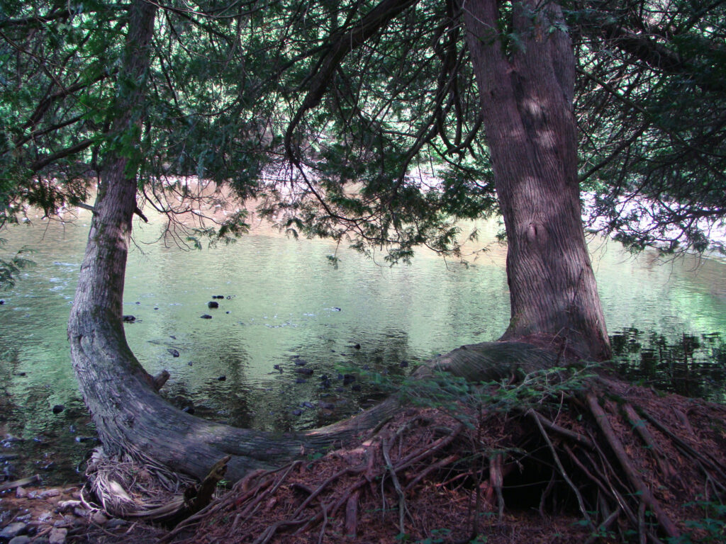 Two cedar trees along the river