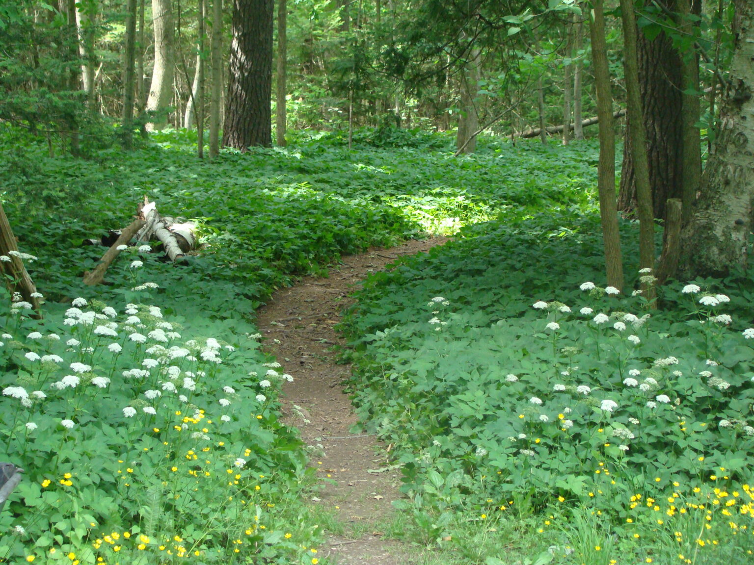 Path through the woods